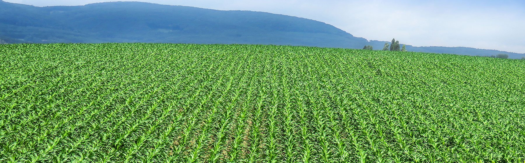 Tempo na kukuřičném poli