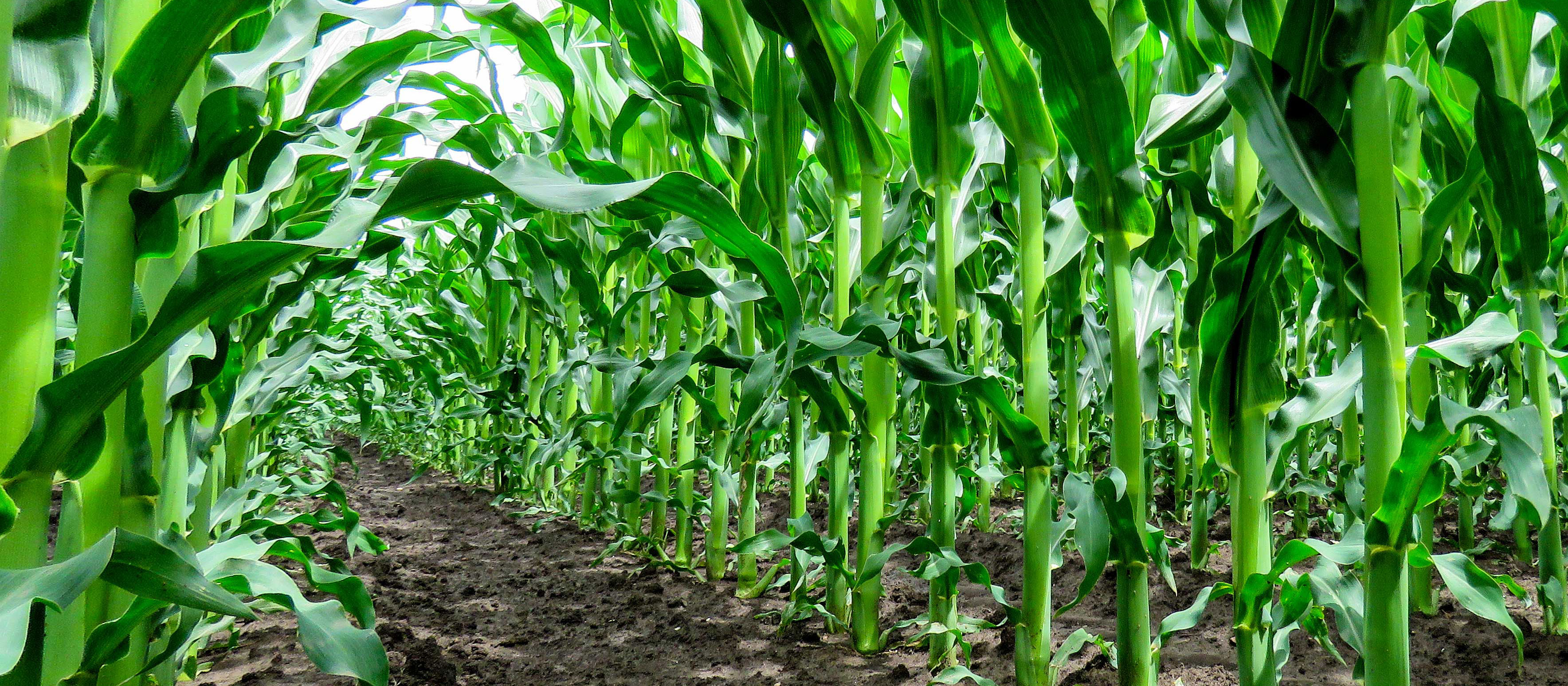 A green field with growing crops.