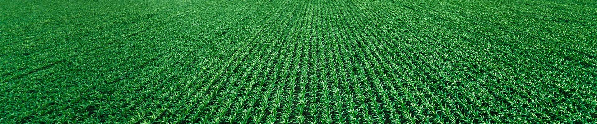 Pole zielonej kukurydzy