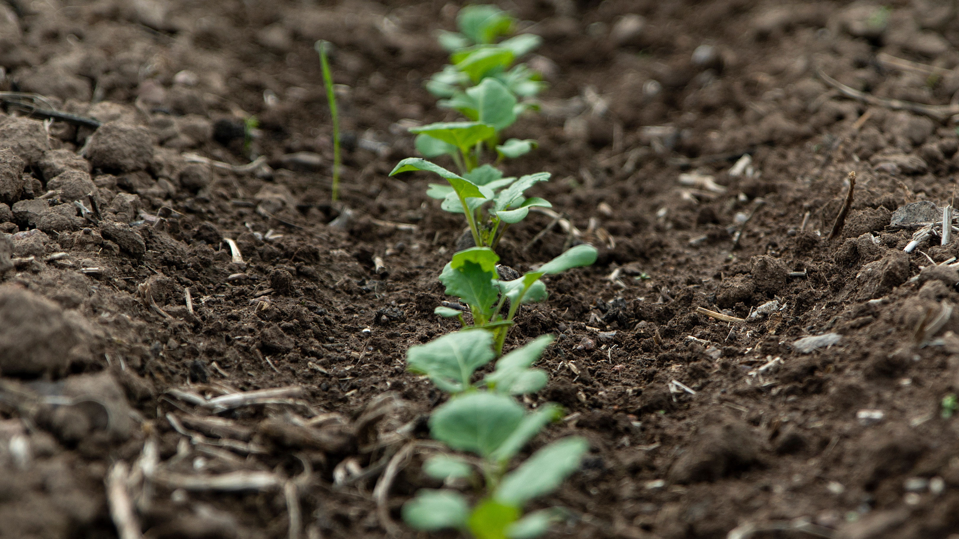 Seeds start to grow.