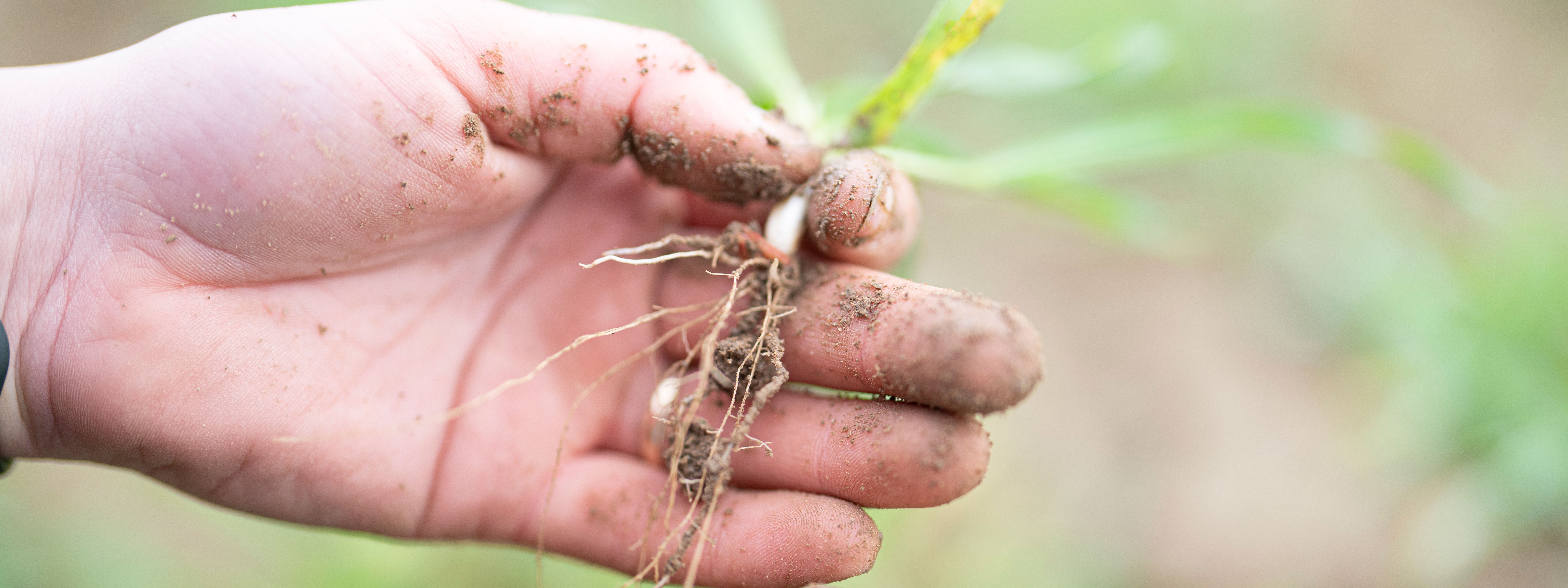 A hand holding up a root.