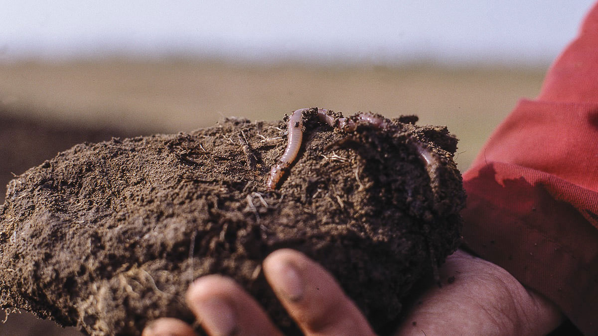 Man holding soil with earthworms.