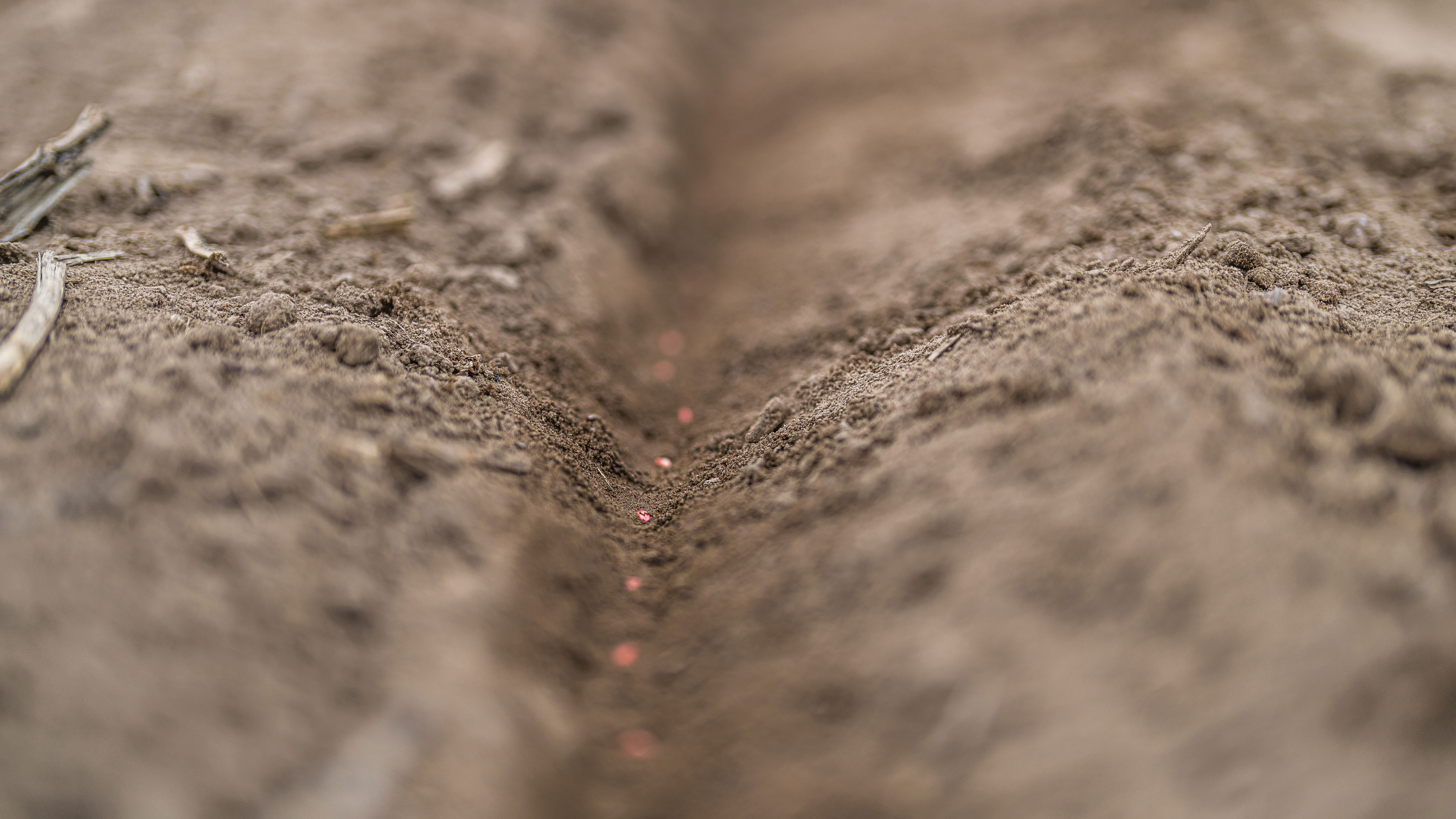 Seeds planted in soil