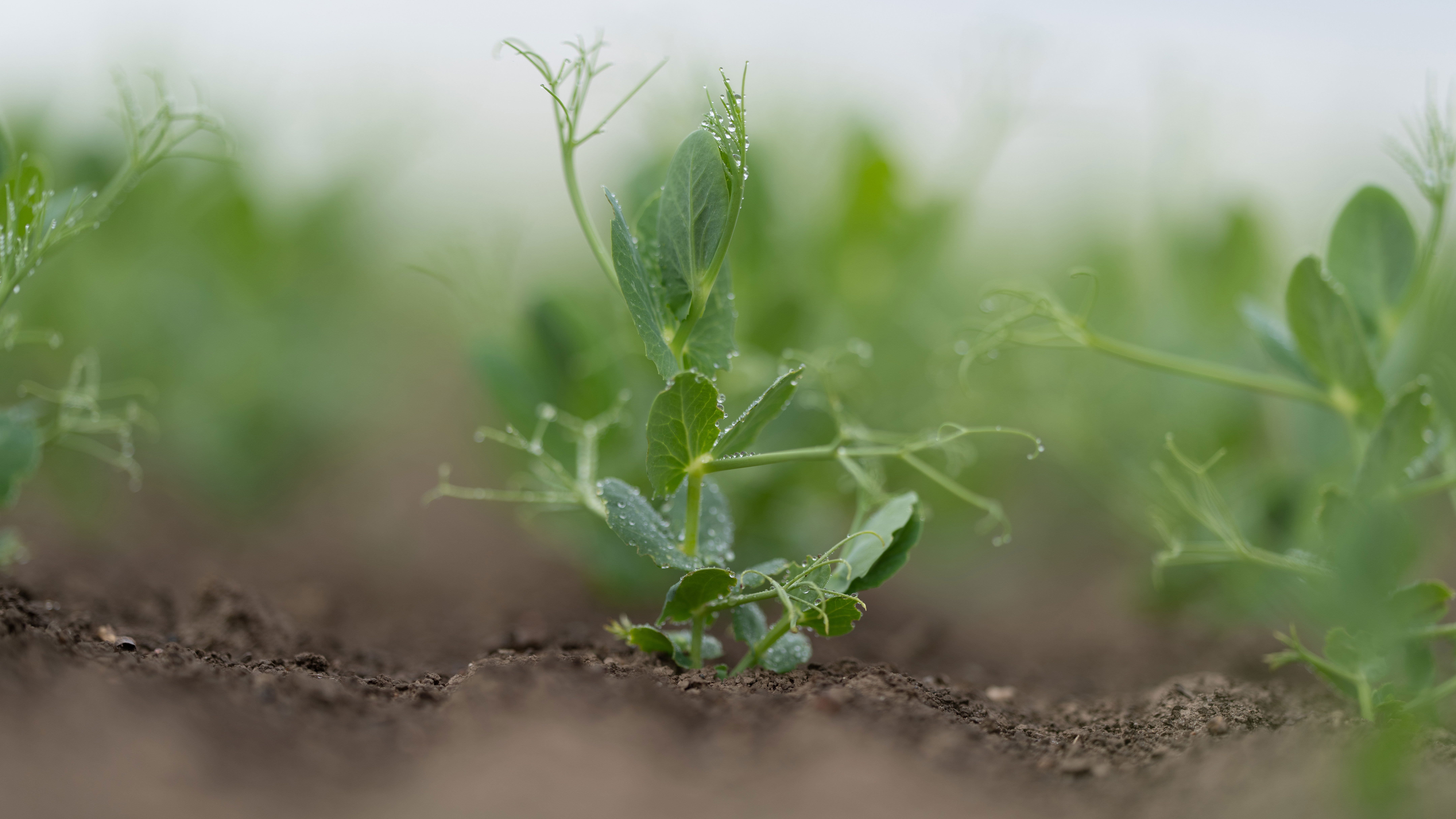 The plant is coming up in a green colour.
