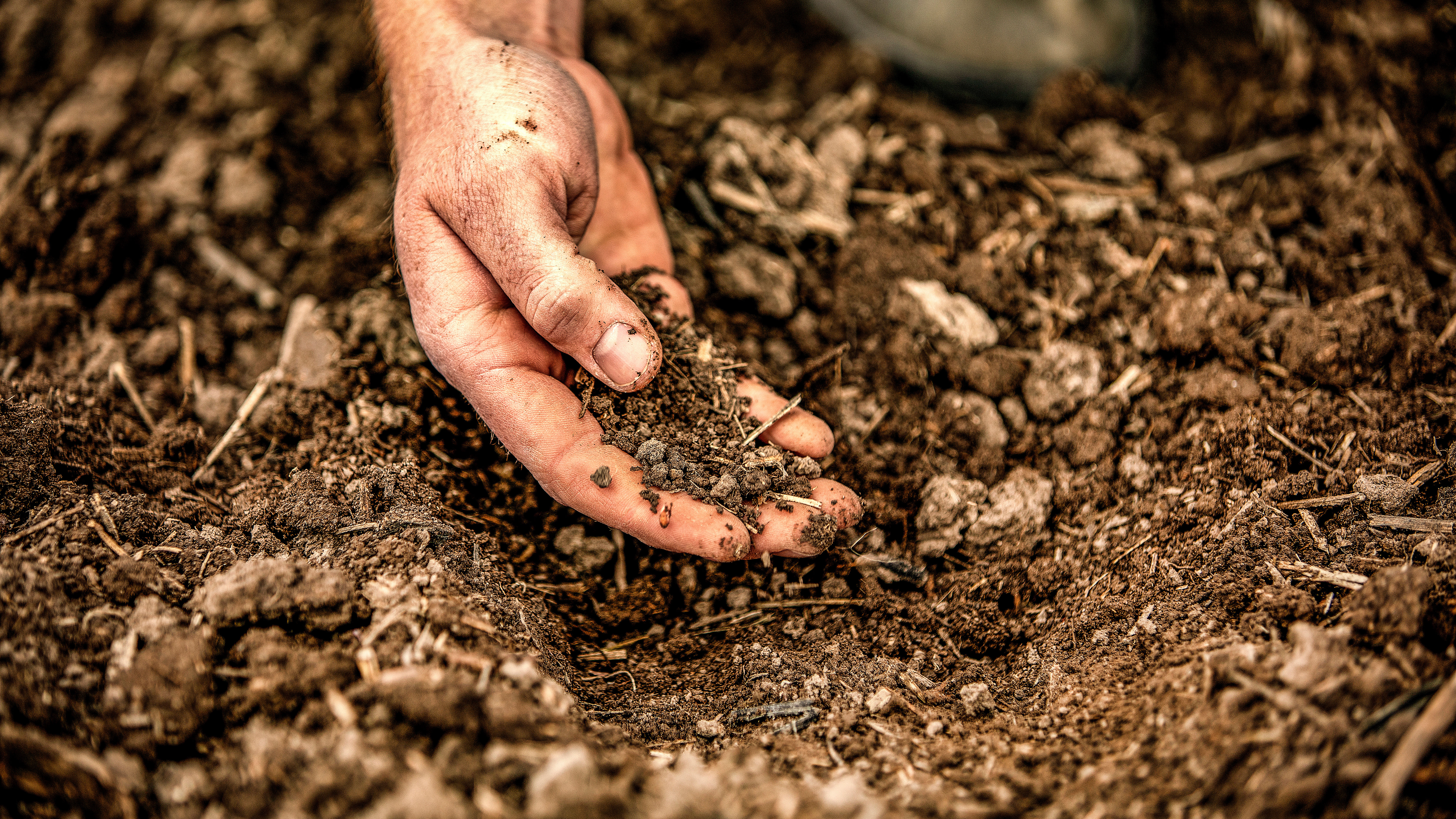 Hand holding soil.