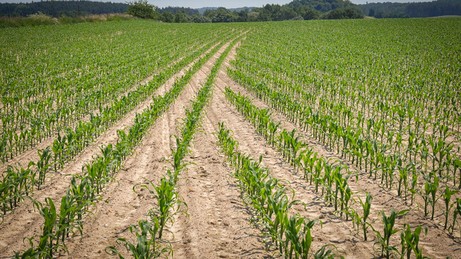 Corn field planted by Tempo