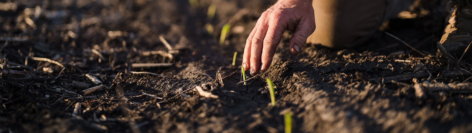 Hand touching newly sprouted seedlings in farmland