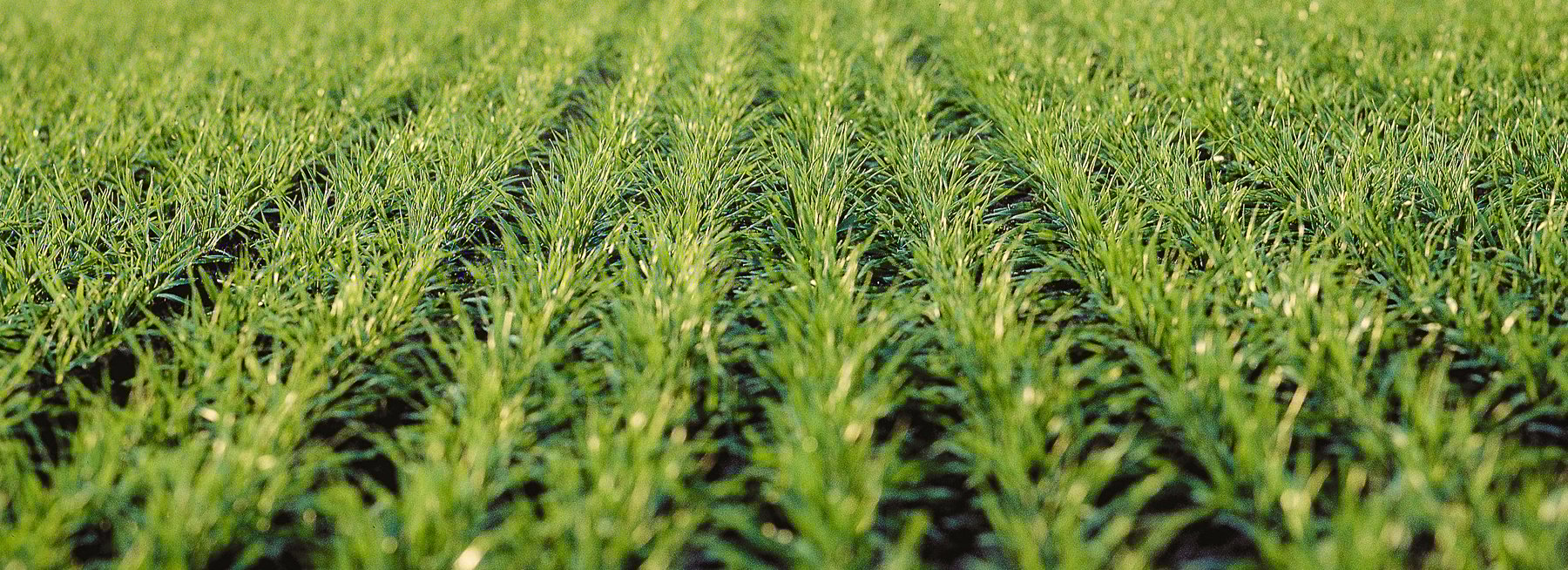 Väderstad Seed drill Rapid 125mm row spacing