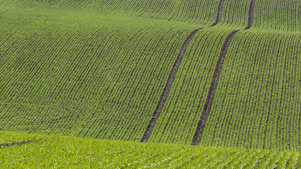 Hilly field with green emergence.