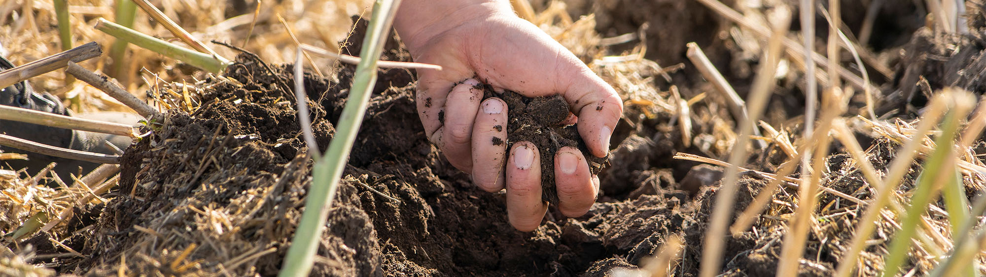 Hand holding finely tilled soil
