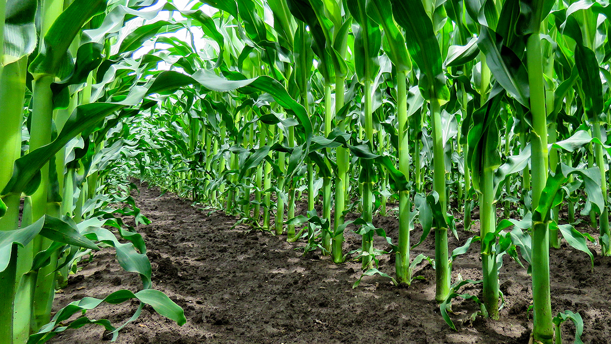 Precise seed distribution