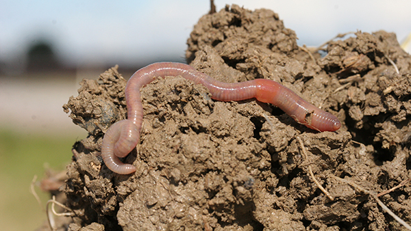 Earthworms, a farmers best friend