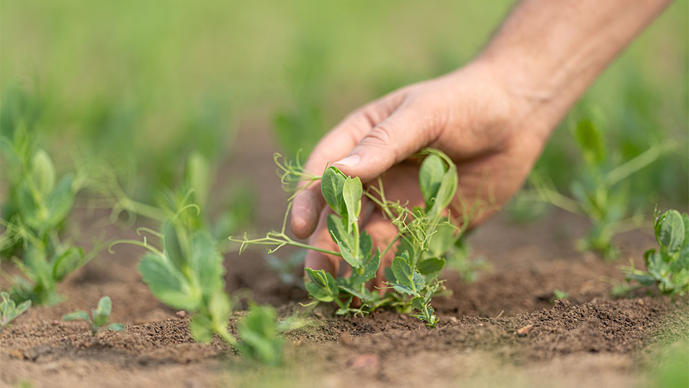 Une main touchant des pois émergents dans un champ