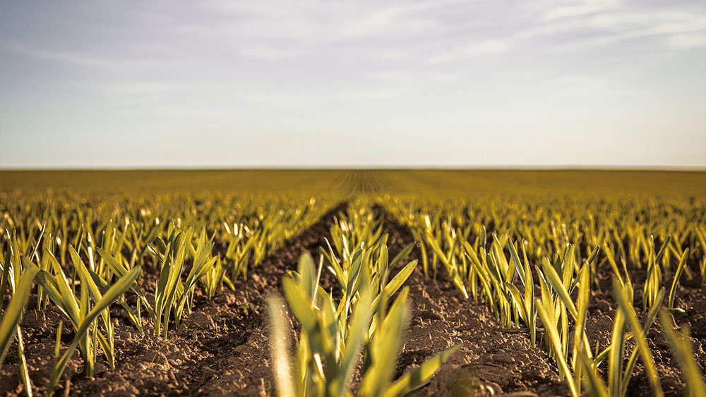 Émergence dans un champ
