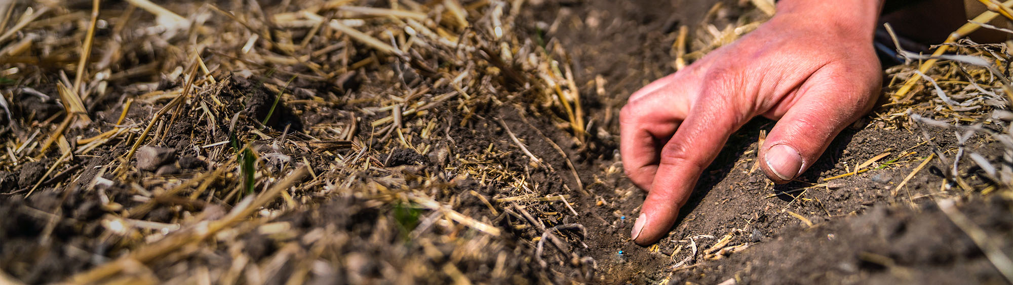 Detail photo of a furrow, showcasing the exact placement of seeds and fertiliser