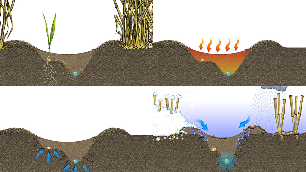 A collage of illustrations showing how Seed Hawk's double-knife system creates the perfect environment for the seed