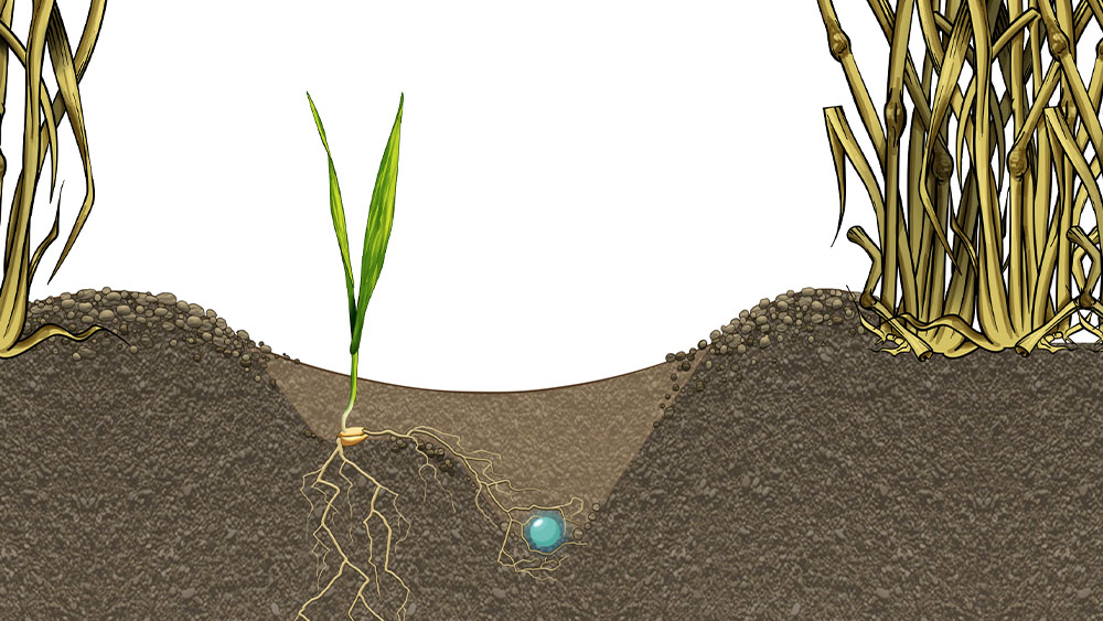 Illustration of how root development benefits from the environment created by Seed Hawk's double-knife system