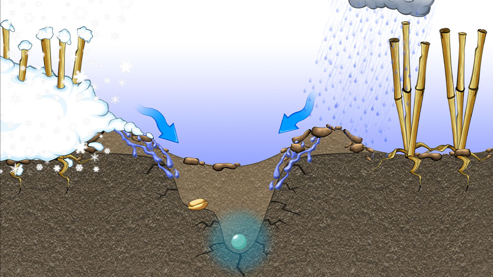 Illustration of how the Seed Hawk's double-knife system ensures excellent moisture retention