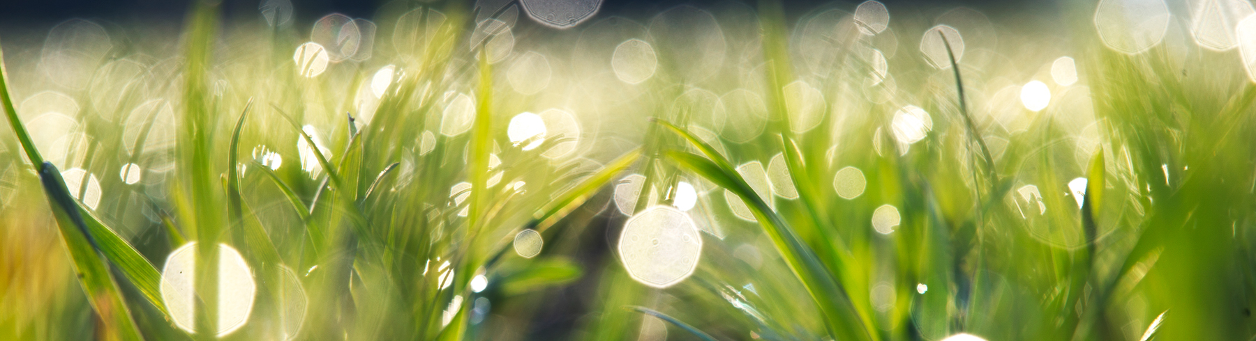 Väderstad seed drill Rapid 800C emergence