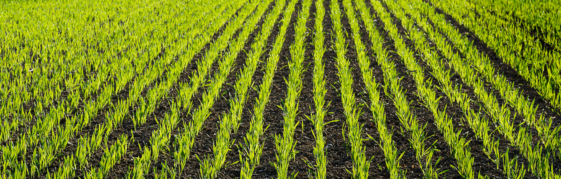 Väderstad Rapid offers an even emergence