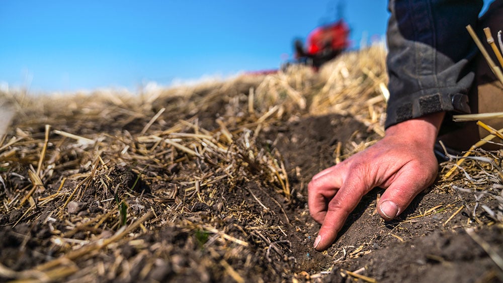 Showing seed placement