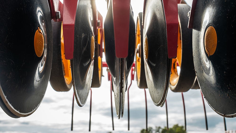 Close-up of seed discs