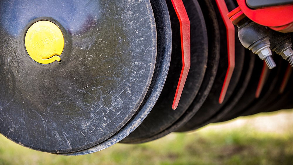 Close-up of seed discs