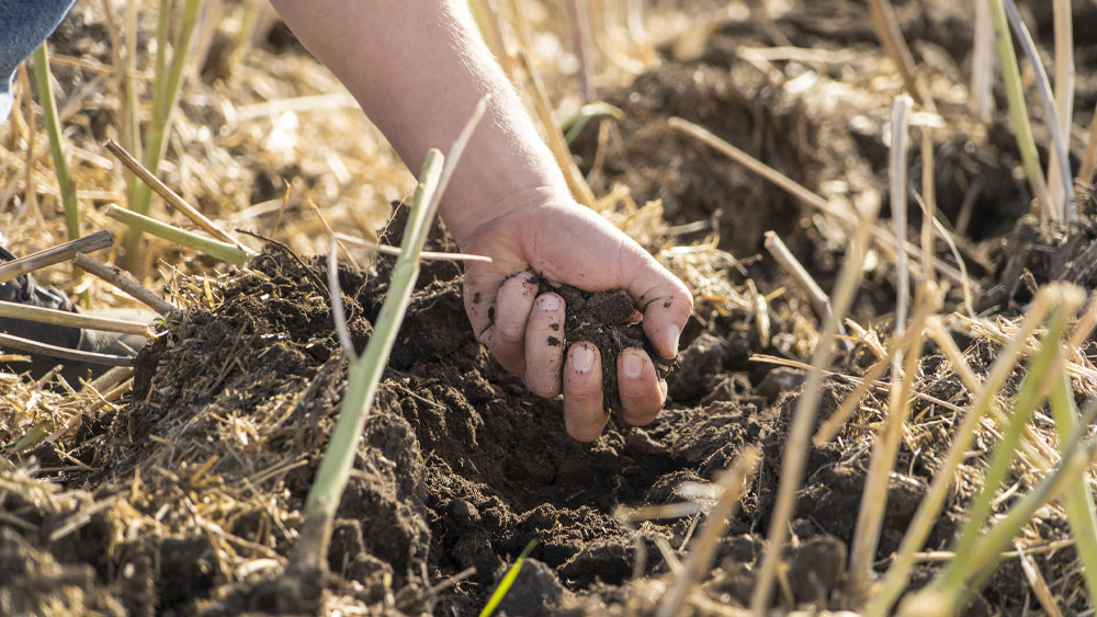 Hand holding cultivated soil