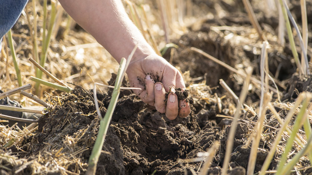 Close-up of a hand holding finely tilled soil