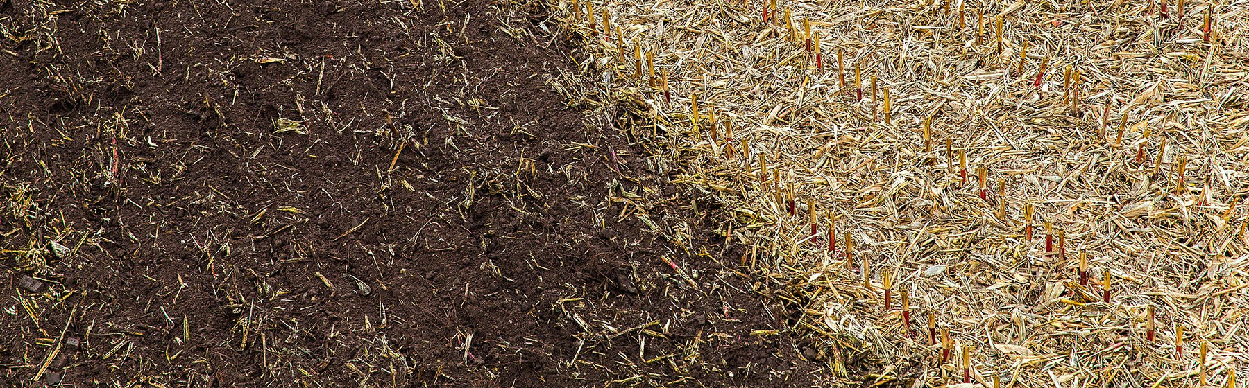 A cultivated field