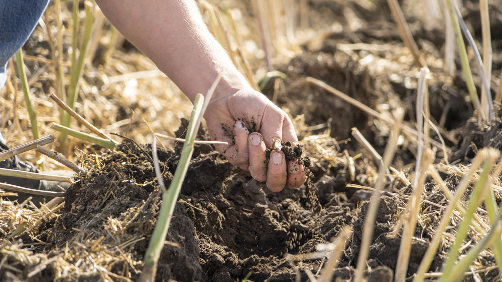 Hand holding finely tilled soil